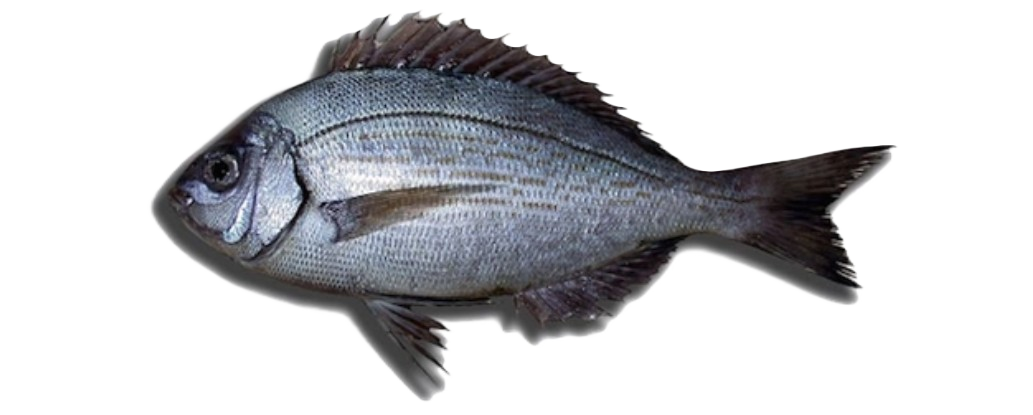 Black Seabream